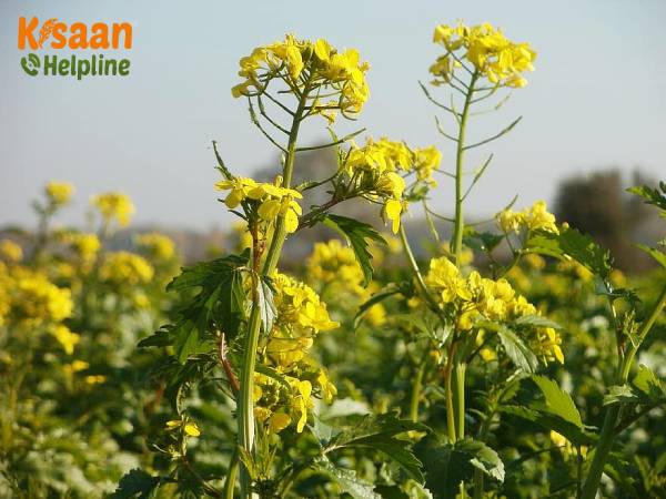 Rapeseed (रेपसीड/कैनोला)